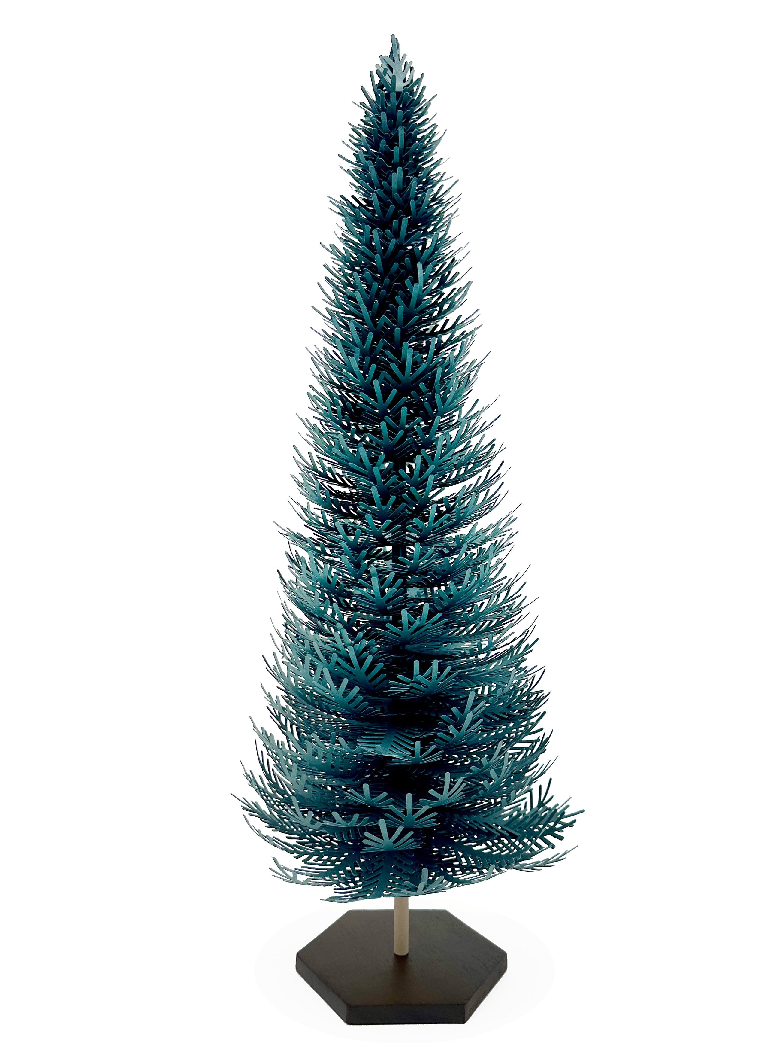 Splendid Spruce - Large Tree