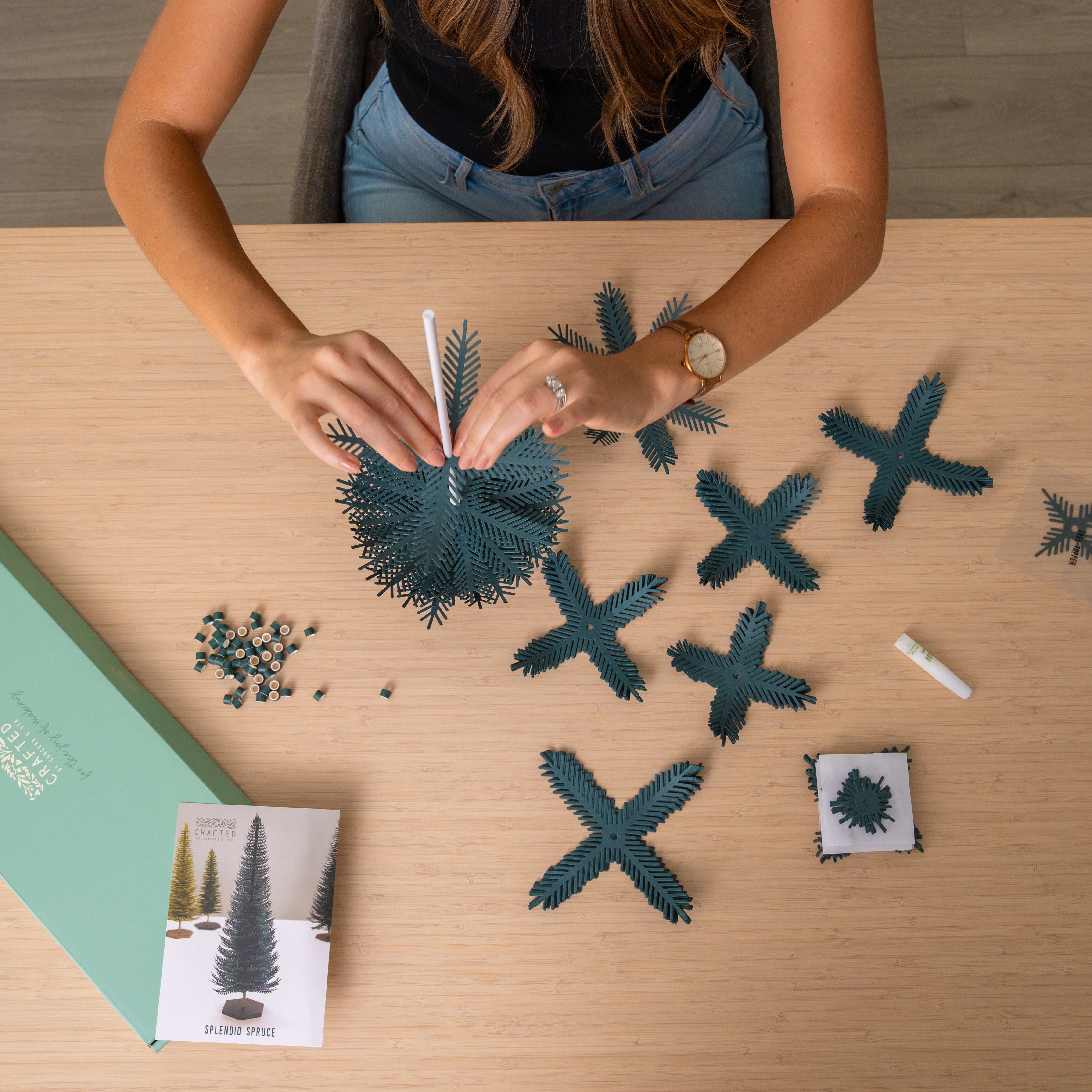 Splendid Spruce - Large Tree